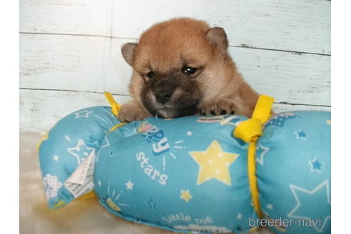 成約済の埼玉県の柴犬-155987の3枚目