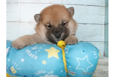 成約済の埼玉県の柴犬-155987の2枚目