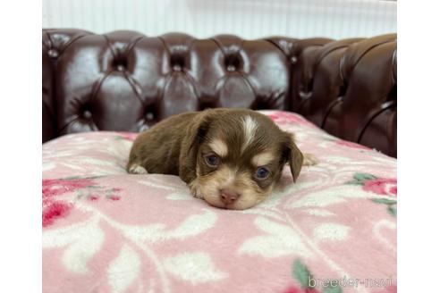 成約済の香川県のチワックス:チワワ×ミニチュアダックスフンド-155233