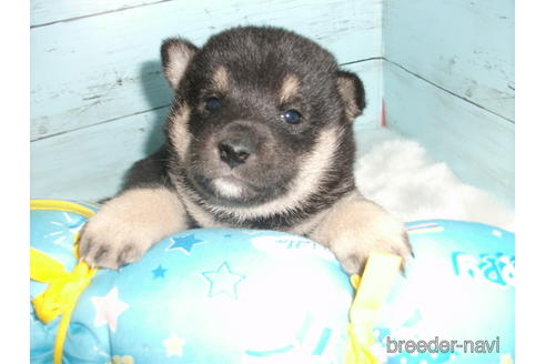 成約済の埼玉県の柴犬-156001