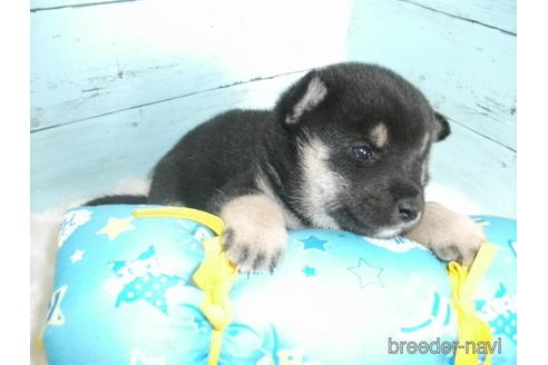 成約済の埼玉県の柴犬-156001の7枚目
