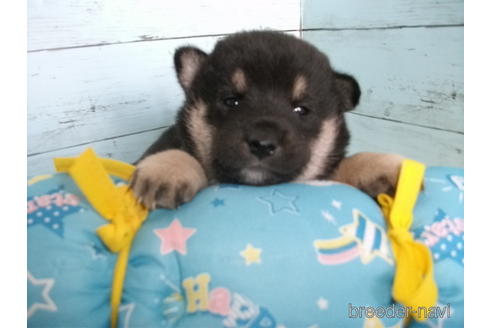成約済の埼玉県の柴犬-156001の6枚目