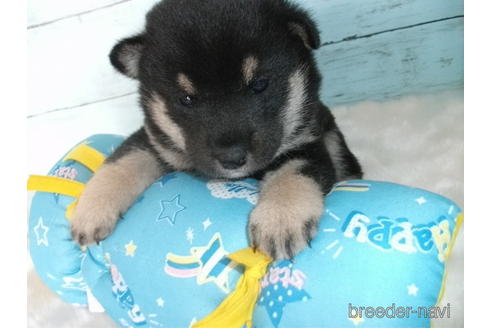 成約済の埼玉県の柴犬-156001の3枚目