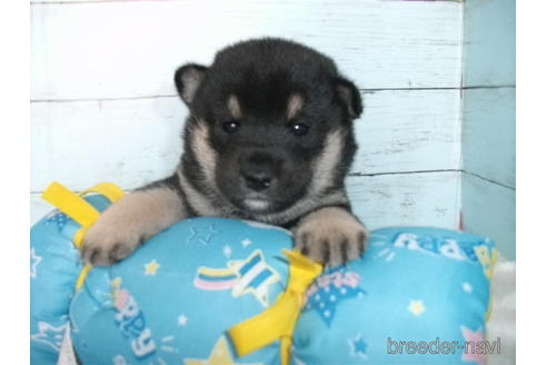 成約済の埼玉県の柴犬-156001の2枚目