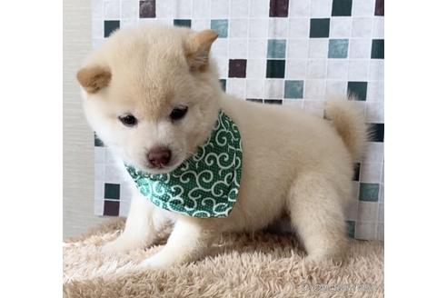 成約済の茨城県の豆柴-155395の2枚目