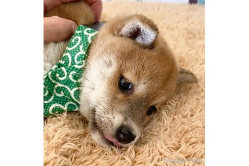 成約済の茨城県の豆柴-155394の2枚目