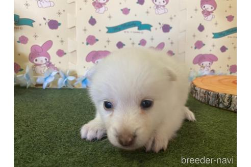 成約済の栃木県のミックス犬-155178の4枚目