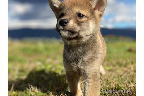 成約済の長野県の柴犬-156027の5枚目