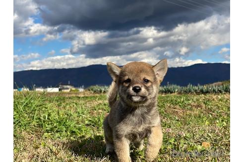 成約済の長野県の柴犬-156027の4枚目