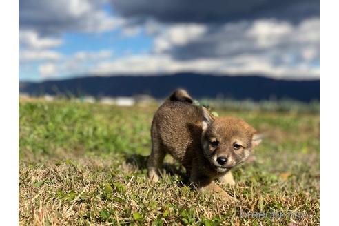 成約済の長野県の柴犬-156027の3枚目