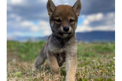 成約済の長野県の柴犬-156027の2枚目