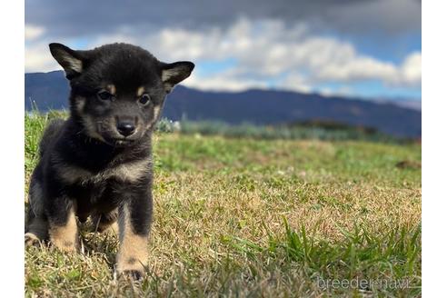 成約済の長野県の柴犬-156028の6枚目