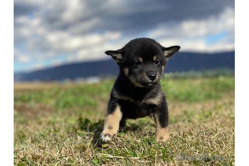 成約済の長野県の柴犬-156028の5枚目