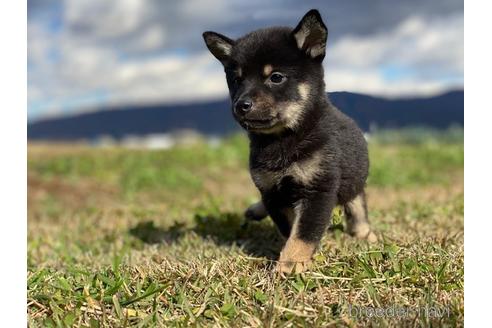 成約済の長野県の柴犬-156028の4枚目