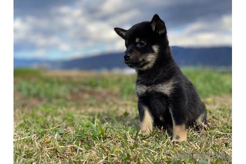 成約済の長野県の柴犬-156028の3枚目