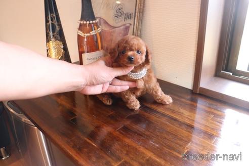 成約済の埼玉県のタイニープードル-155641の1枚目