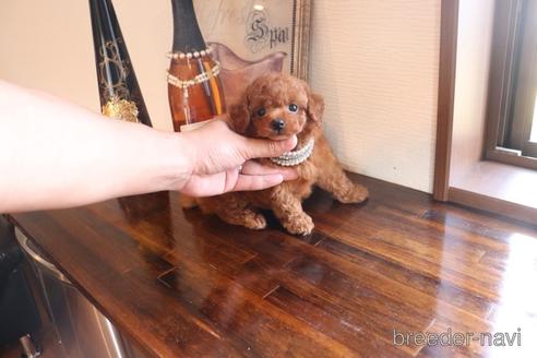 成約済の埼玉県のタイニープードル-155641の4枚目