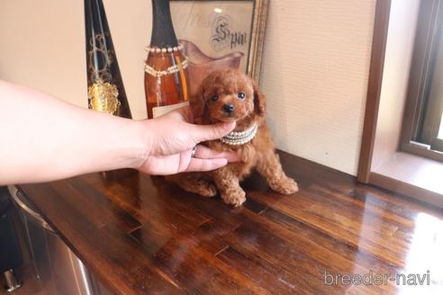 成約済の埼玉県のタイニープードル-155641の2枚目