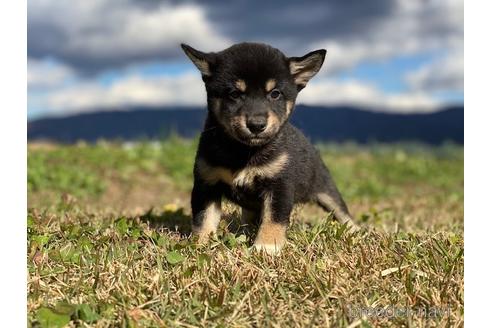 成約済の長野県の柴犬-156029
