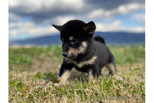 成約済の長野県の柴犬-156029の4枚目