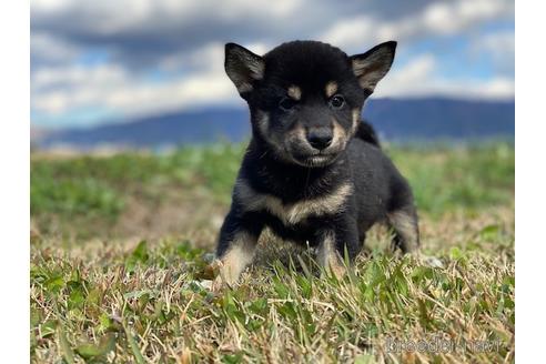 成約済の長野県の柴犬-156029の2枚目