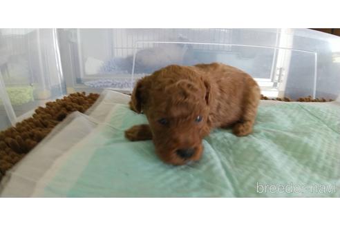 成約済の愛知県のトイプードル-156041の2枚目