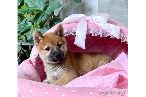 成約済の大阪府の柴犬-156043の5枚目