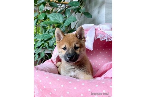 成約済の大阪府の柴犬-156043の4枚目