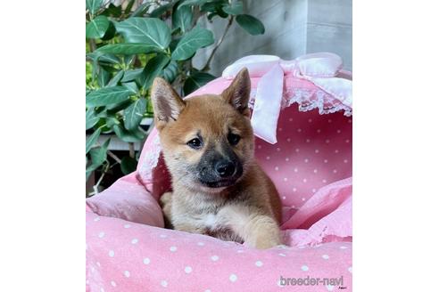 成約済の大阪府の柴犬-156043の3枚目