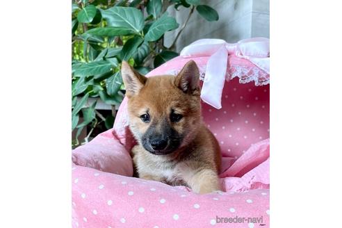成約済の大阪府の柴犬-156043の2枚目