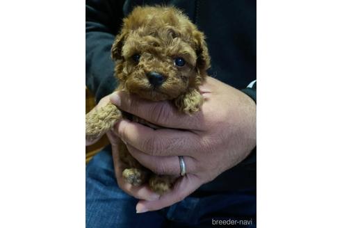 成約済の静岡県のタイニープードル-154433の2枚目