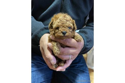 成約済の静岡県のタイニープードル-154433の1枚目