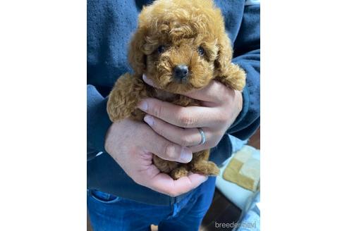 成約済の静岡県のタイニープードル-153807
