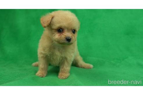 成約済の東京都のチワプー:チワワ×トイプードル-156066の4枚目