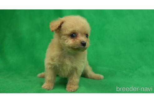 成約済の東京都のチワプー:チワワ×トイプードル-156066の3枚目