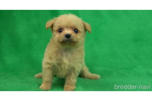 成約済の東京都のチワプー:チワワ×トイプードル-156066の2枚目