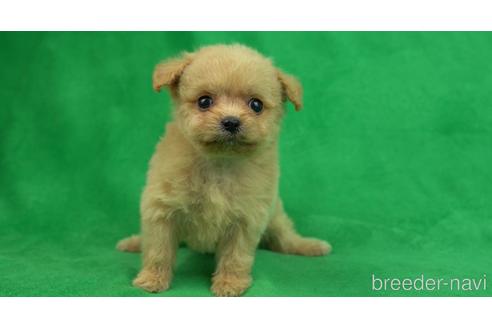 成約済の東京都のチワプー:チワワ×トイプードル-156066の1枚目