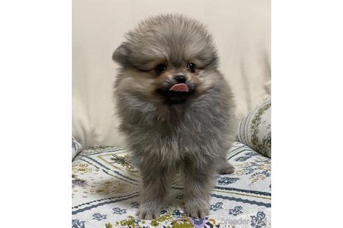 成約済の岩手県のポメラニアン-154501の15枚目