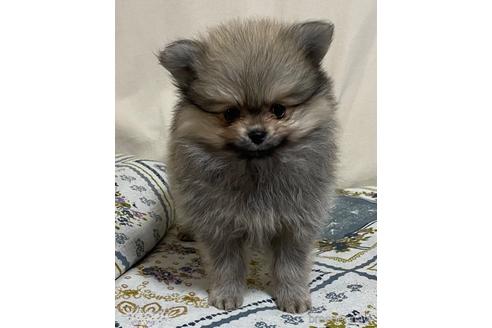 成約済の岩手県のポメラニアン-154501の12枚目