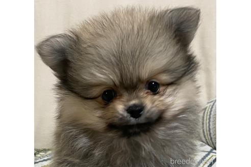 成約済の岩手県のポメラニアン-154501の13枚目
