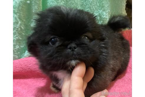 成約済の福岡県のペキニーズ-155290の7枚目