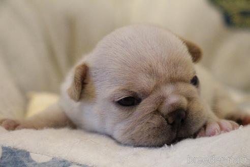 成約済の愛知県のフレンチブルドッグ-154757の18枚目