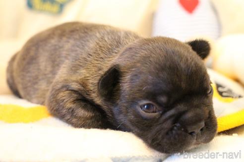 成約済の愛知県のフレンチブルドッグ-154756の22枚目