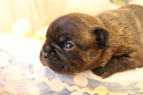 成約済の愛知県のフレンチブルドッグ-154756の21枚目