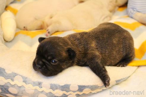 成約済の愛知県のフレンチブルドッグ-154756の20枚目