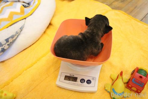 成約済の愛知県のフレンチブルドッグ-154756の19枚目