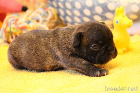 成約済の愛知県のフレンチブルドッグ-154756の18枚目