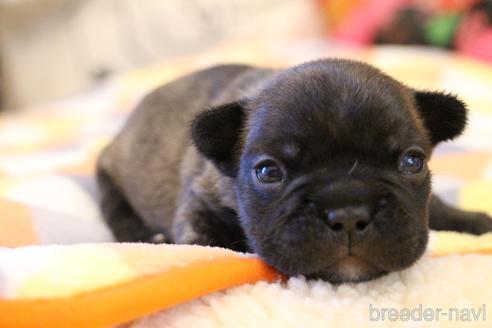 成約済の愛知県のフレンチブルドッグ-154756の17枚目