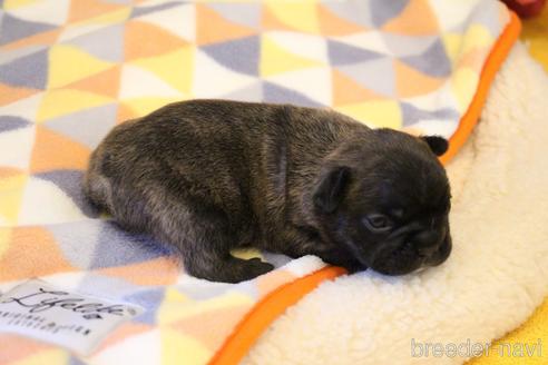 成約済の愛知県のフレンチブルドッグ-154756の16枚目