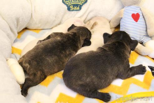 成約済の愛知県のフレンチブルドッグ-154756の15枚目